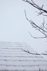 snow covered branches