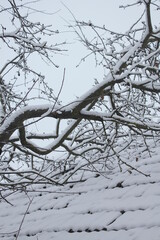 tree in snow