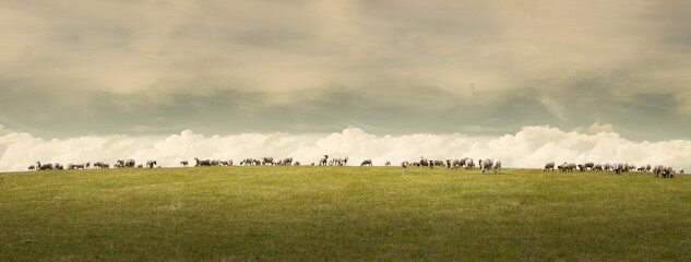 Flock of sheep grazing in pasture