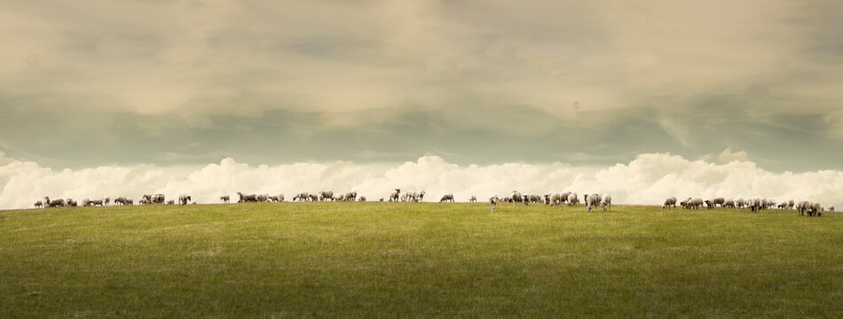 Flock Of Sheep Grazing In Pasture