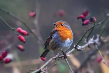 Robin on Rose hip, European robin,Erithacus rubecula, winter