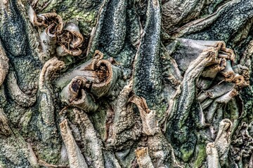 Cycad Trunk (Encephalartos gratus) with Rest of Leaf Bases