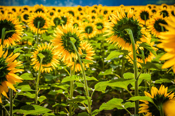 Huge field of blooming sunflowers in Provence, France
