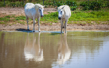 Fototapeta na wymiar Famous horses of the Camargue, France