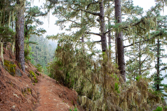 Narrow mountain trail in forest at Barranco Madre del Agua, Tenerife, Spain