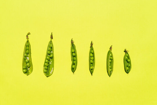 Studio shot of row of green pea pods against yellow background