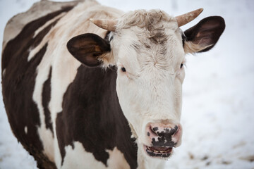 Portrait of a cow on a snow background.