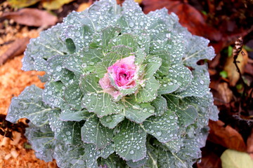 Purple cabbage close-up top view with dew drops on the leaves selective focus.