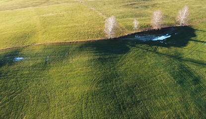 Luftaufnahme mit einer Drohne von einer Wiese mit Bäumen im Winter
