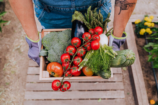 Close-up of woman holding various vegetables in wooden crate at community garden
