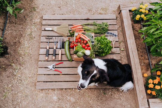 Border collie sitting by vegetables and gardening equipment on wood in community garden