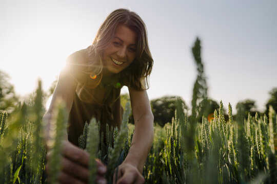 Young woman in a grain field examining ears
