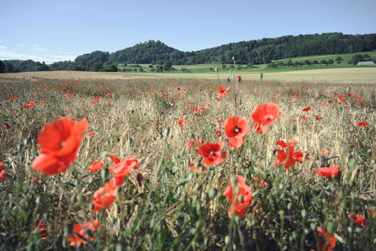 Red poppies growing in field