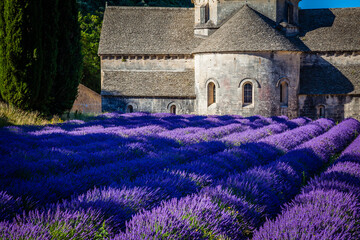 Fields of lavender in front of the famous abbey of Senanque in Provence, France