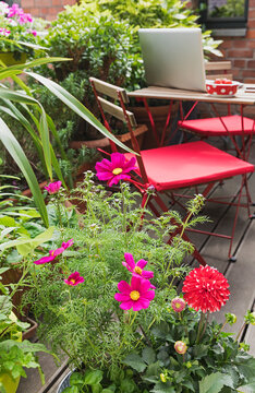 Herbs and flowers cultivated on small balcony in summer