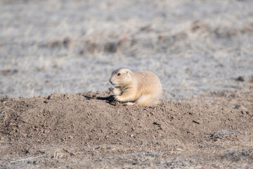 A Black-tailed Prairie Dog (Cynomys ludovicianus) at its Burrow Eating a Prickly Pear Cactus on Grassland in Colorado