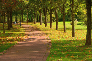 Bäume im goldenen Herbstlicht säumen einen Weg