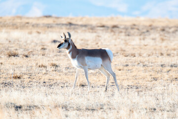 A Pronghorn Antelope (Antilocapra americana) on the Grasslands of Colorado with the Rocky Mountains in the Background