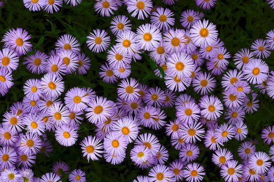 European Michaelmas daisies¬†(Aster¬†amellus)