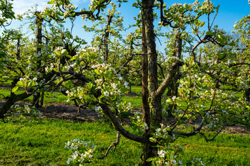 Fototapeta premium Rows with plum or pear trees with white blossom in springtime in farm orchards, Betuwe, Netherlands