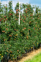 Green organic orchards with rows of apple trees with ripening fruits in summer