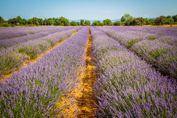Naklejka na ściany i meble Fields of blooming lavender in Provence, France