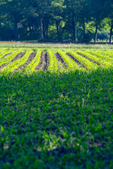 Farmer field with rows of young green corn plants