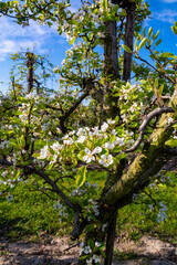 Rows with plum or pear trees with white blossom in springtime in farm orchards, Betuwe, Netherlands