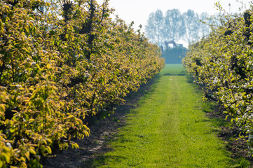 Rows with plum or pear trees with white blossom in springtime in farm orchards, Betuwe, Netherlands