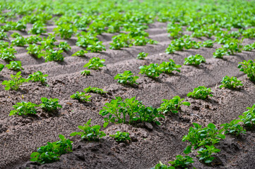 Young potato plants growing on farm field in springtime
