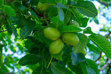 Walnut tree with big unripe nuts in green shell