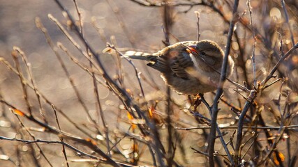 bird in golden hour 
