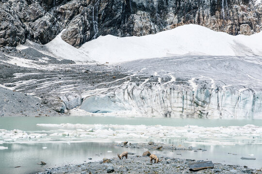 Ibexes near melting glacier against mountain