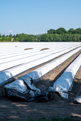 White asparagus field with rows covered with white plastic film