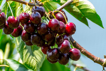 Big dark ripe cherries on cherry trees plantation in Netherland