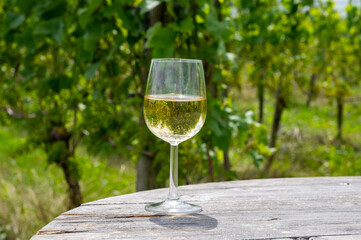 Tasting of Dutch dry white wine on vineyard in summer