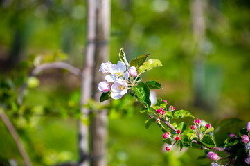 Pink blossom of apple fruit trees in springtime in farm orchards, Betuwe, Netherlands, close up