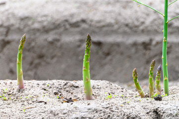 Early summer growth cycle of asparagus plant, fern development