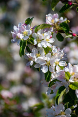 Pink blossom of apple fruit trees in springtime in farm orchards, Betuwe, Netherlands