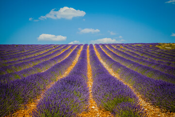 Naklejka na ściany i meble Fields of blooming lavender in Provence, France