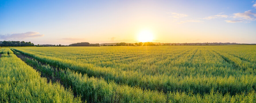 Panorama of vast green oat (Avena Sativa)&not;&dagger;field at summer sunset