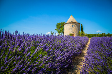Old tower in a blooming lavender field in Provence, France