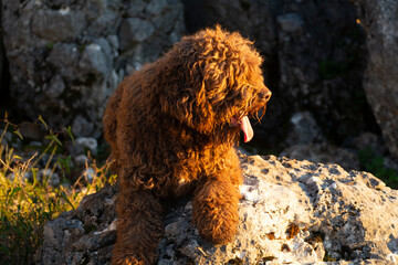 perro de agua español
