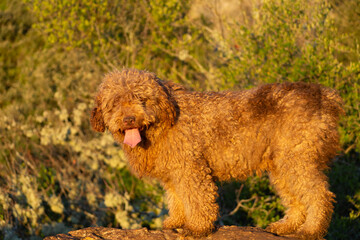 perro de agua español
