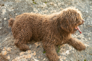 Fototapeta premium perro de agua español 