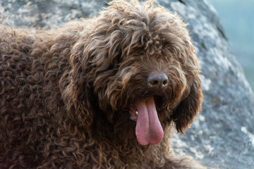 perro de agua español
