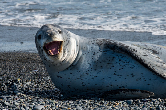 Portrait of leopard seal (Hydrurga leptonyx) lying on rocky Antarctic beach