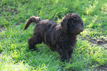 perro de agua español
