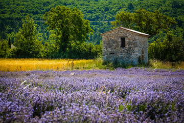 Fototapeta na wymiar Old stone house in a field in Provence, France