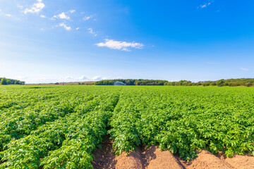 Potatoes (Solanum tuberosum) growing in vast summer field